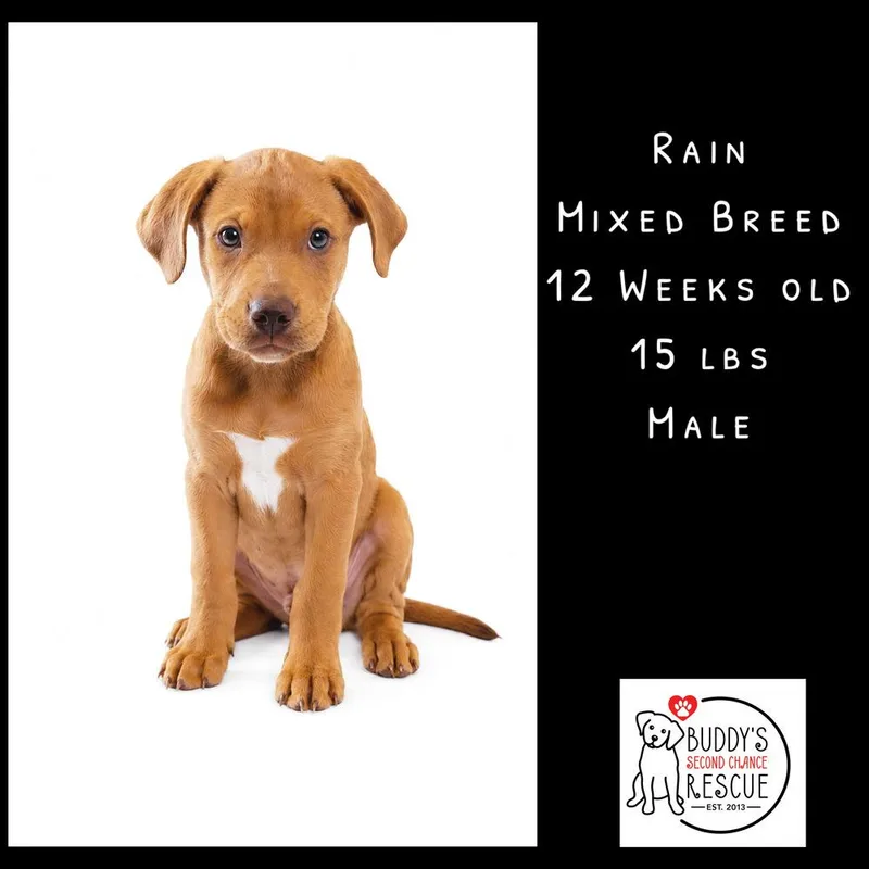 Rain thumbnail 5