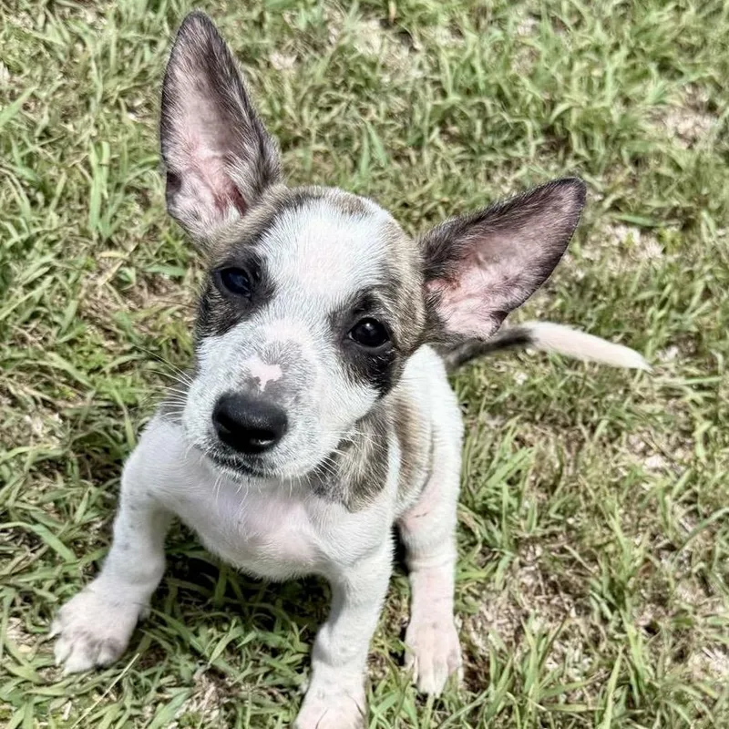 A baby small-sized male Jack Russell Terrier dog named Cooper for adoption in Lake Hopatcong, NJ