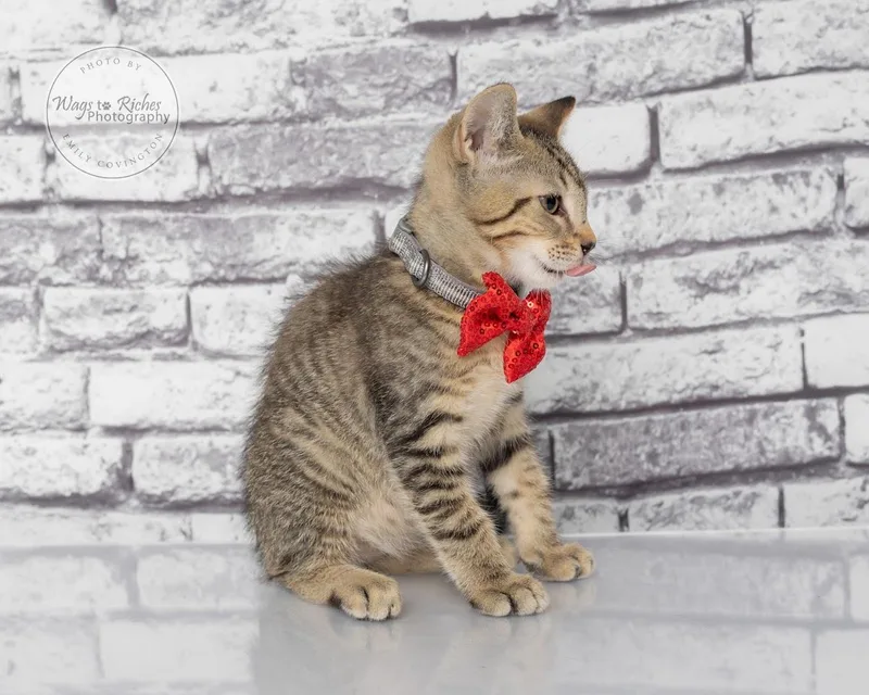 A baby medium-sized male Tabby (Gray / Blue / Silver) Domestic Short Hair cat named Lp for adoption in Tuscaloosa, AL