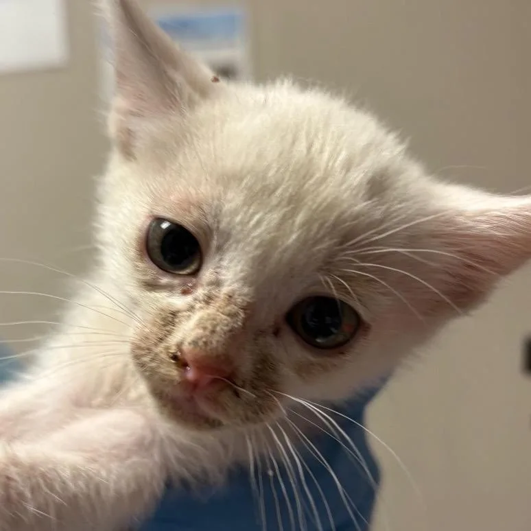 A baby small-sized male White Domestic Short Hair cat named Malfoy for adoption in Yuma, AZ