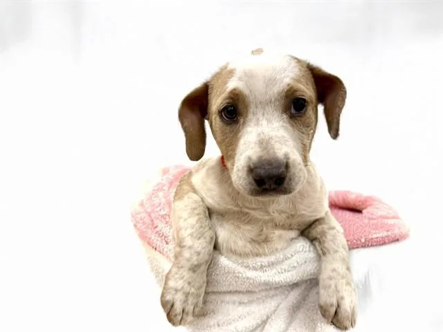 A baby medium-sized female Labrador Retriever dog named Clementine for adoption in Fort Lauderdale, FL