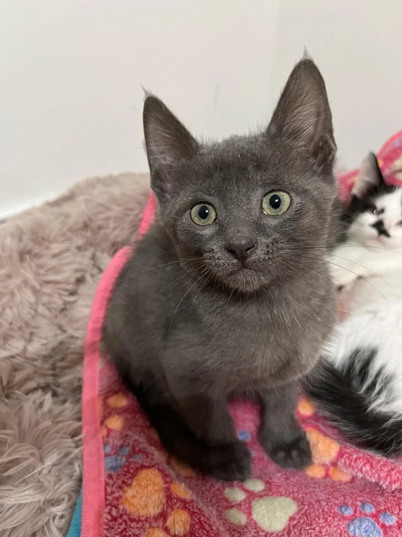 A baby small-sized male Gray / Blue / Silver Domestic Short Hair cat named Charming for adoption in Columbus, IN