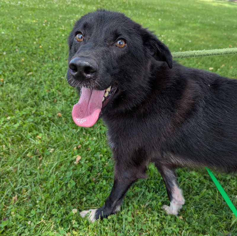 An adult medium-sized male Black Border Collie dog named Kylo for adoption in Valparaiso, IN