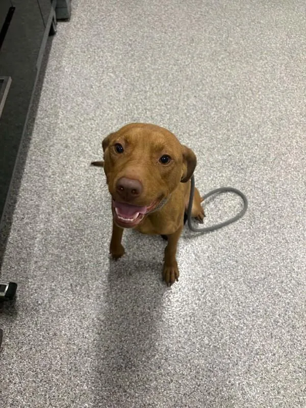 A young medium-sized male Red / Chestnut / Orange Mixed Breed dog named Joker for adoption in Georgetown, OH