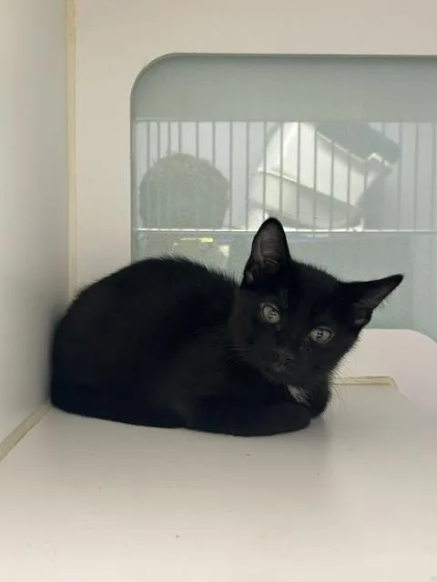 A baby small-sized male Black Domestic Short Hair cat named Coco for adoption in Muskegon, MI