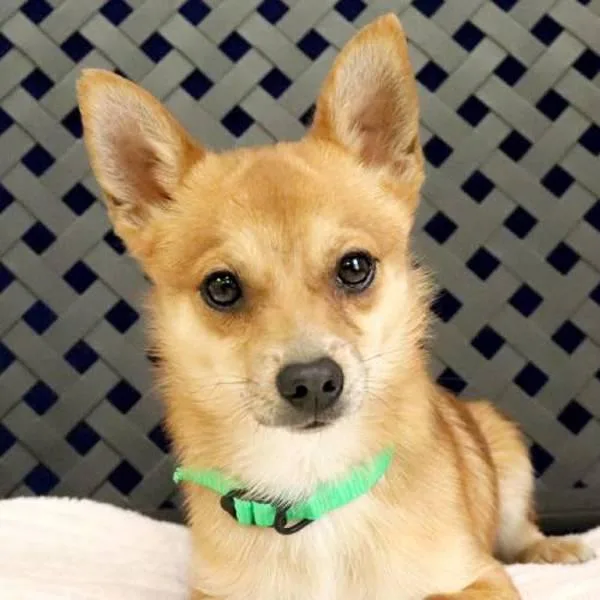 Finnegan thumbnail 2