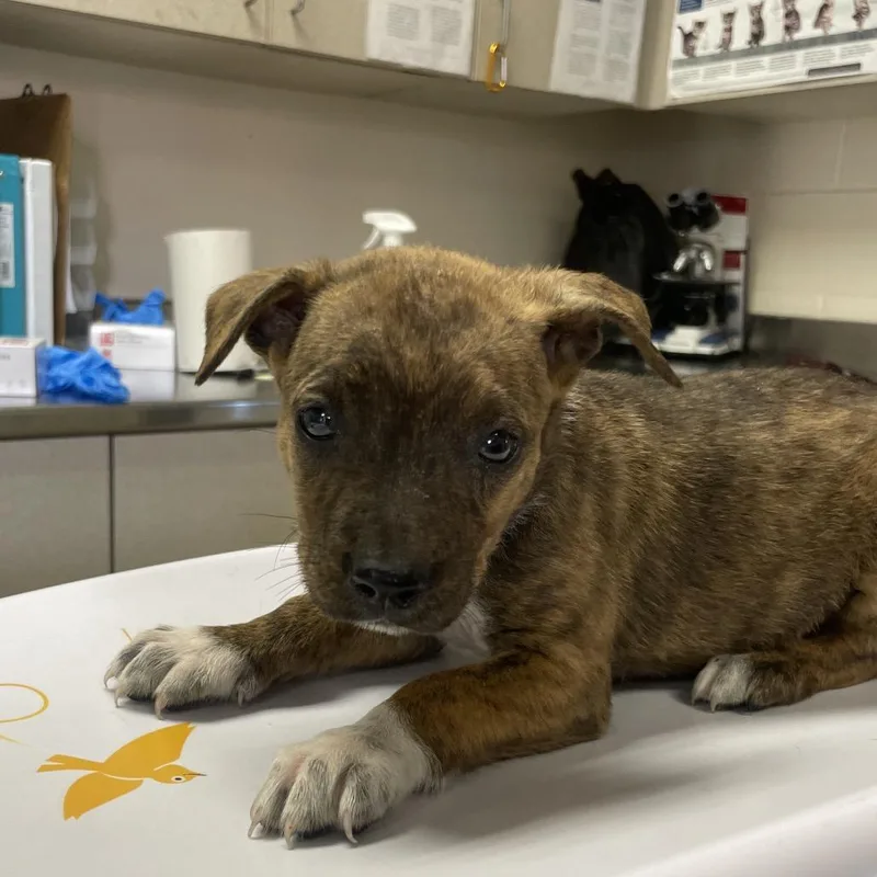 A baby small-sized female Brindle Chocolate Labrador Retriever dog named Bryant for adoption in San Antonio, TX