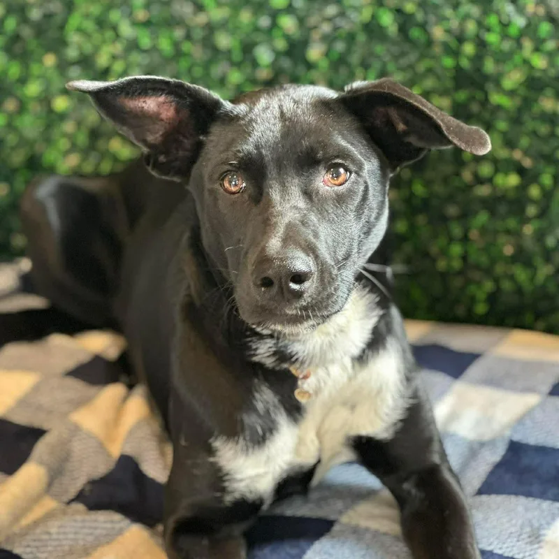 Laurette thumbnail 2