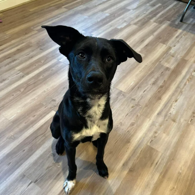 Laurette thumbnail 3