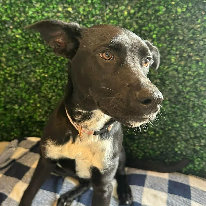 A young medium-sized female Black Labrador Retriever dog named Laurette for adoption in Warren, RI