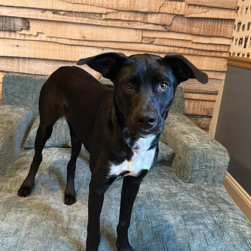 Laurette thumbnail 4