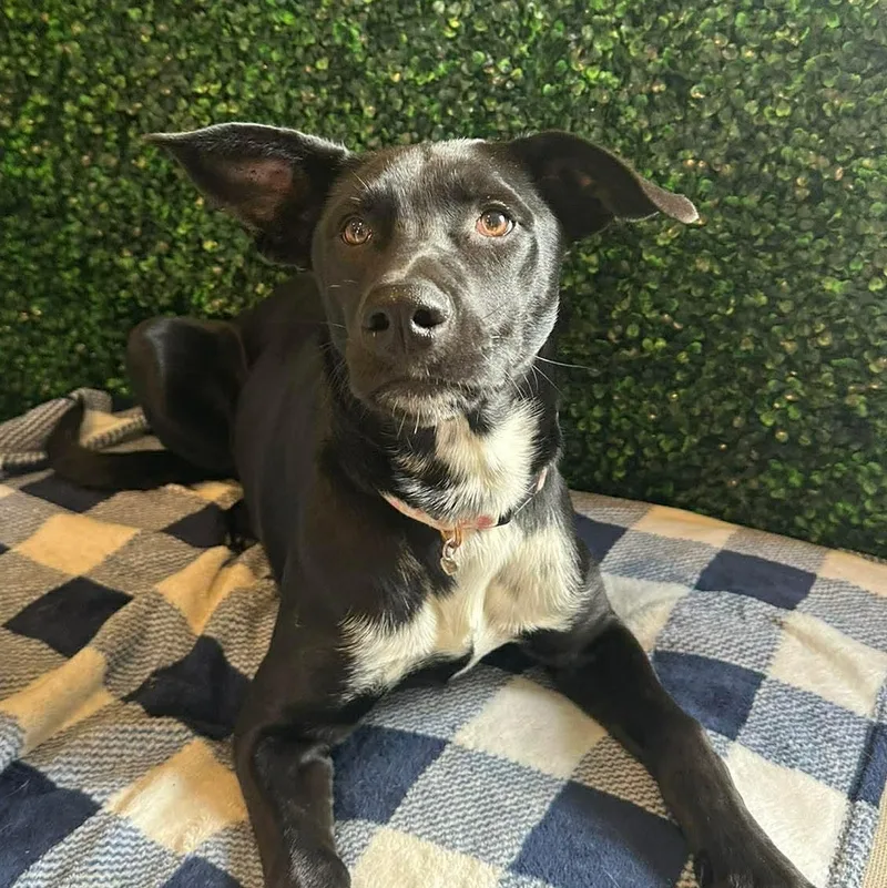 Laurette thumbnail 5