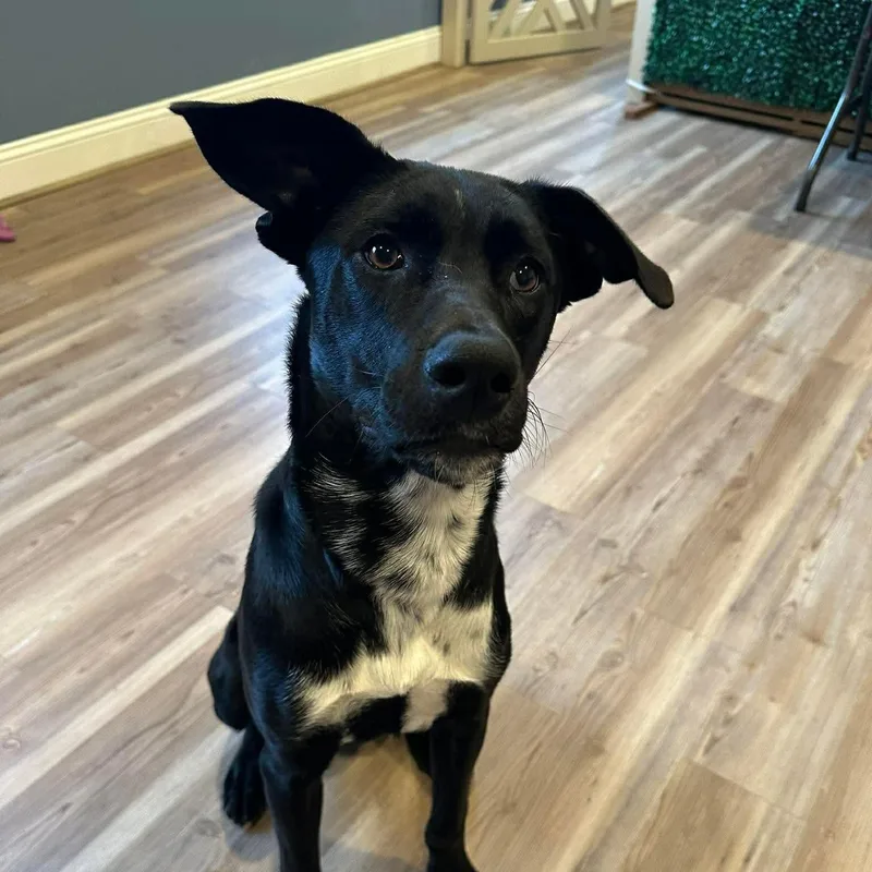 Laurette thumbnail 6