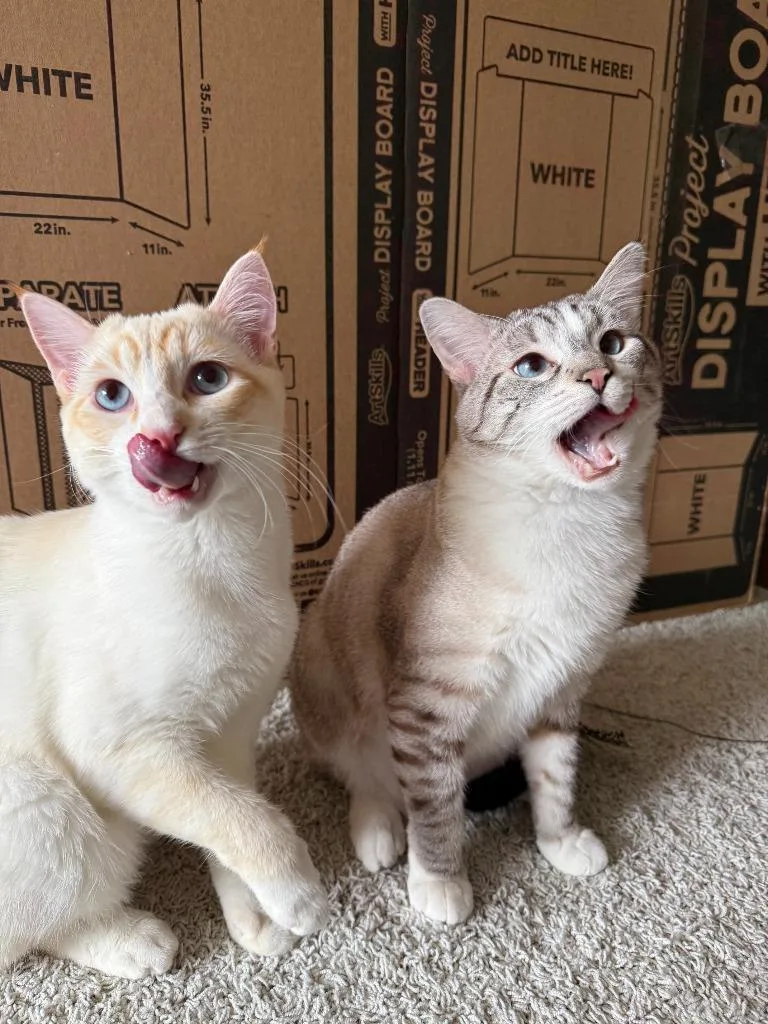 A baby medium-sized male Domestic Short Hair cat named Cream for adoption in Shoreline, WA