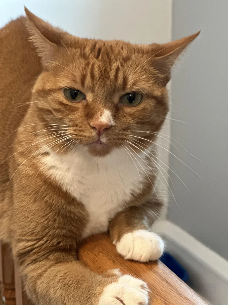 An adult medium-sized female Orange & White Tabby cat named Bambi for adoption in Kew Gardens, NY