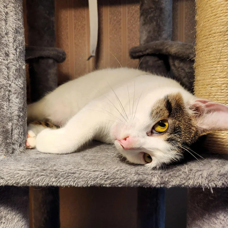 An adult medium-sized female Domestic Short Hair cat named Minnie for adoption in Rochester, NY