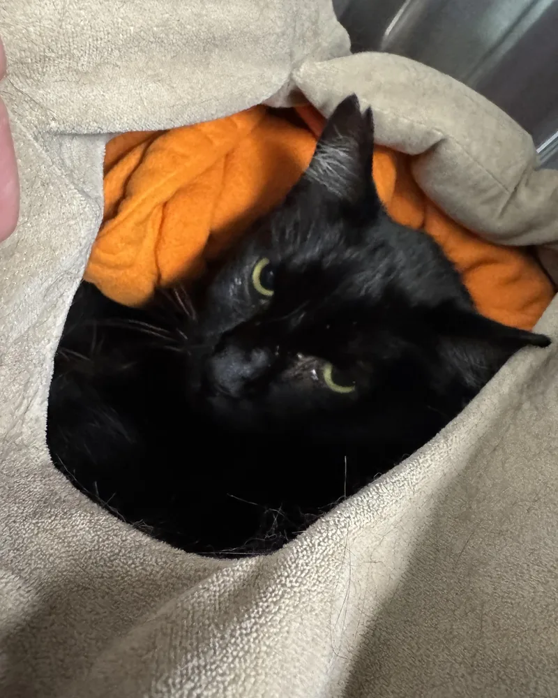 An adult large-sized male Black Domestic Short Hair cat named Blackjack for adoption in Seneca, PA