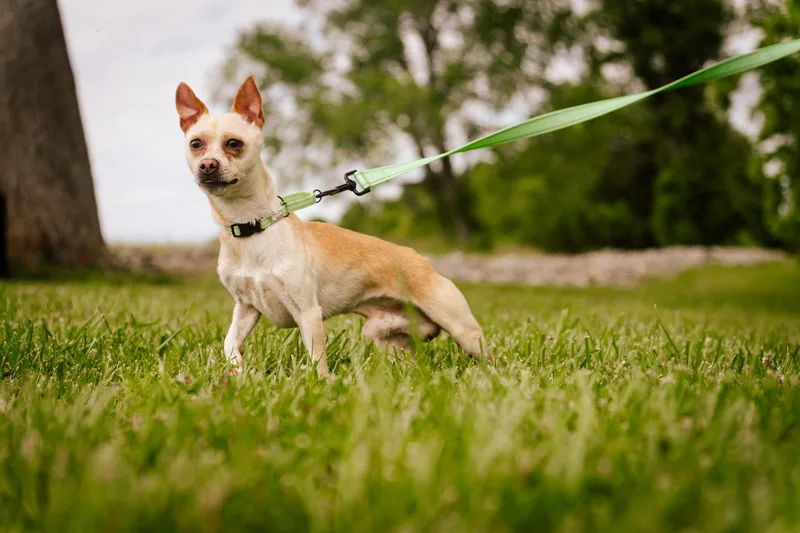 Homer  Transport thumbnail 2