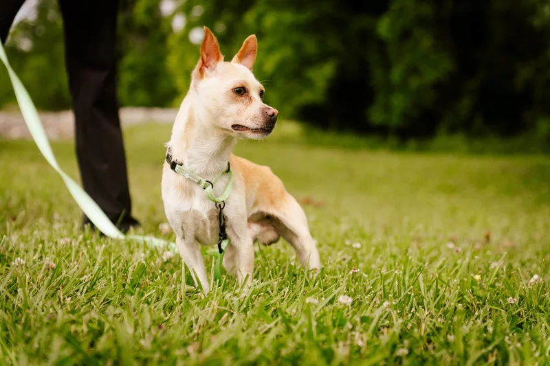 Homer  Transport thumbnail 5