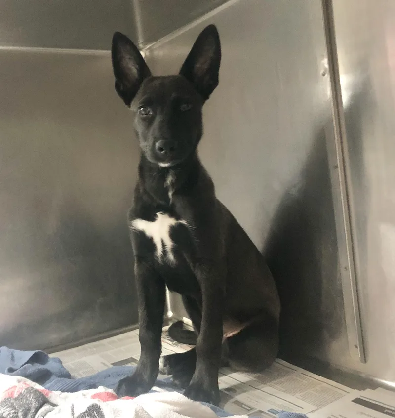 A baby large-sized female Black Belgian Shepherd / Malinois dog named Magnolia for adoption in Parma, OH