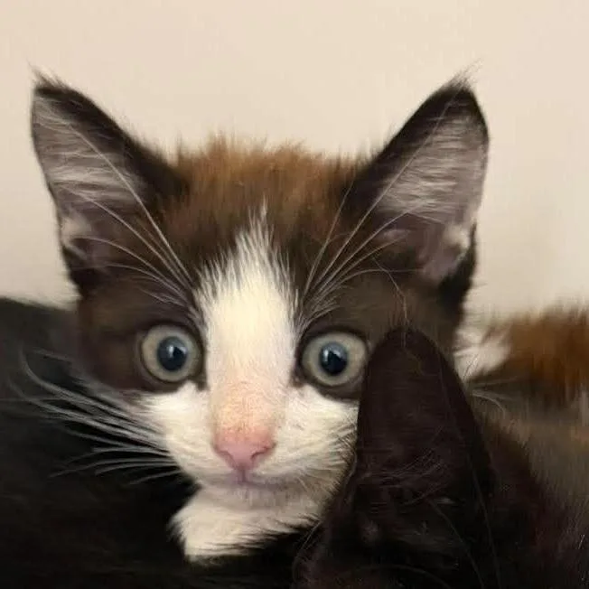 A baby small-sized male Black Domestic Short Hair cat named Trout for adoption in Rocky Mount, VA