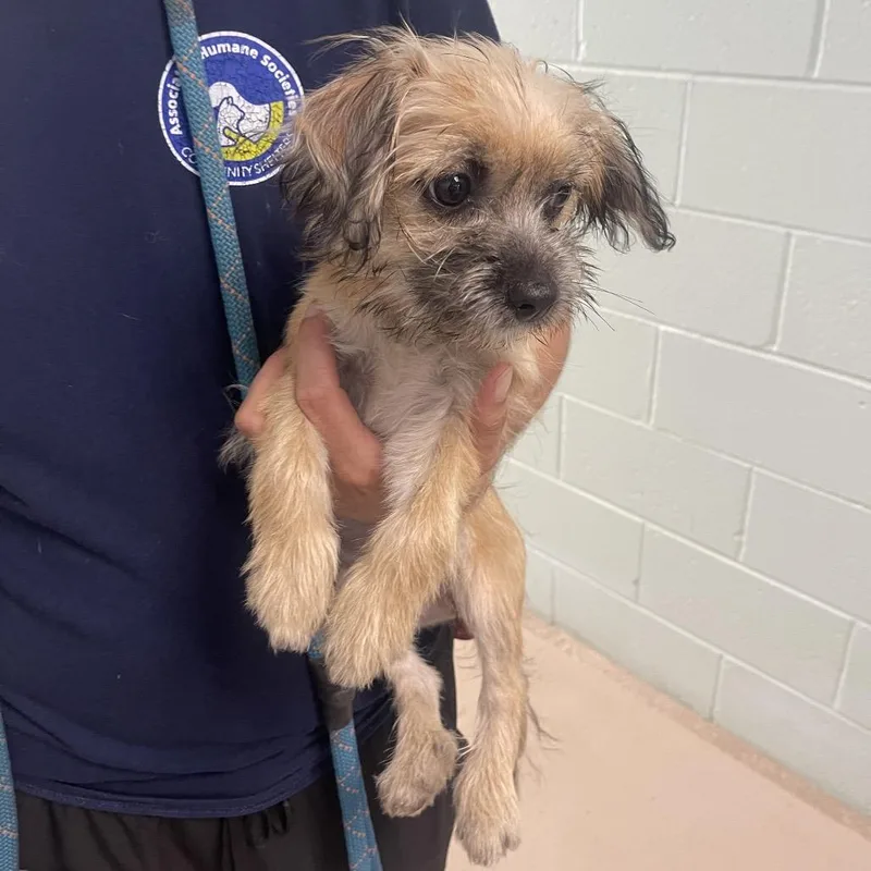 A baby small-sized female Mixed Breed dog named Parry The Platypus for adoption in Newark, NJ