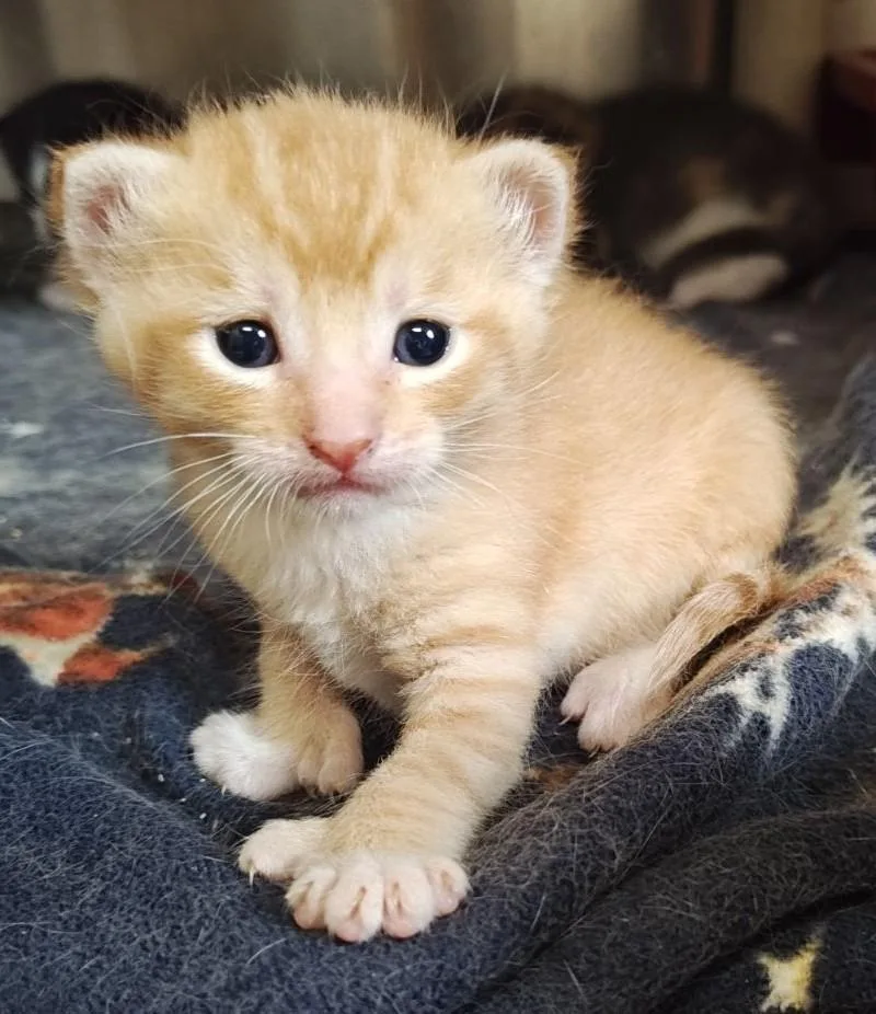 A baby medium-sized male Orange & White Domestic Short Hair cat named Gilligan for adoption in Wahpeton, ND