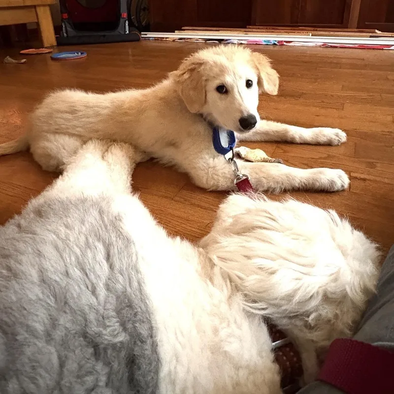 A baby large-sized female Great Pyrenees dog named Sillie for adoption in Hughesville, MD
