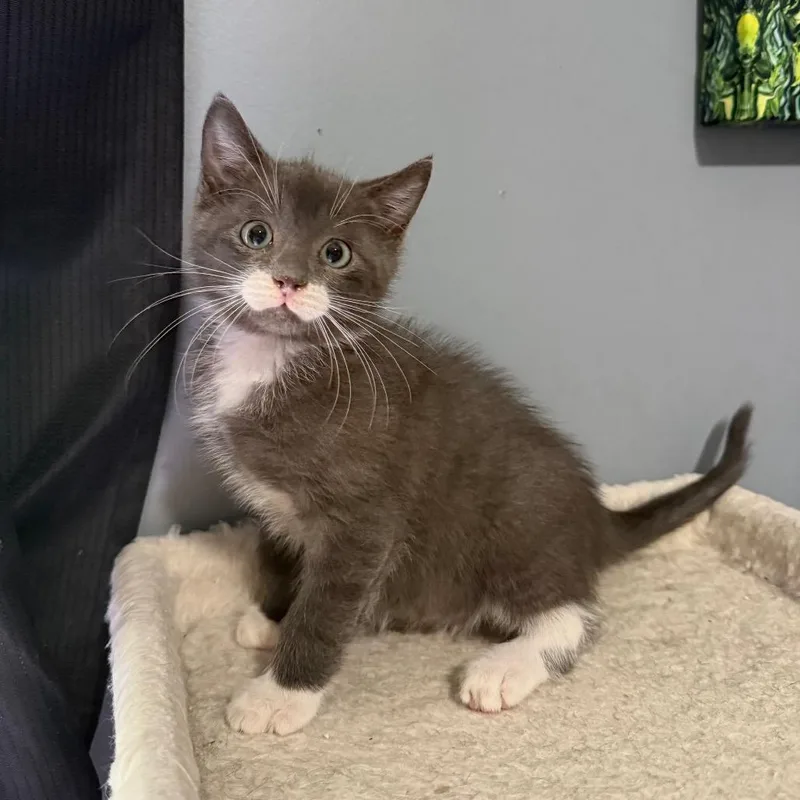 A baby small-sized male Domestic Short Hair cat named Cheech for adoption in Woodstock, GA