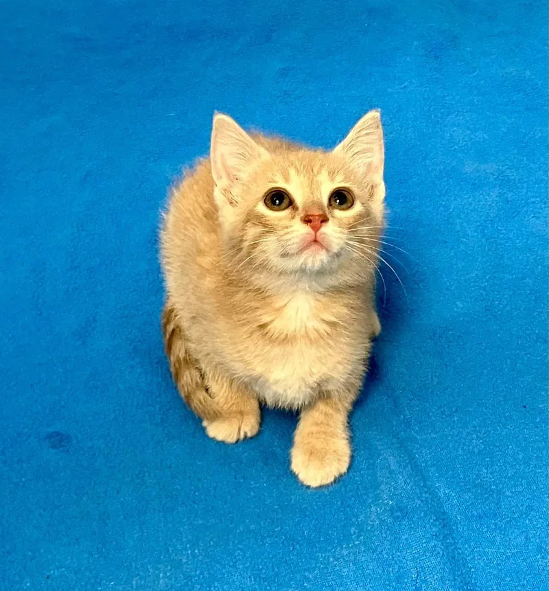 A baby medium-sized female Buff / Tan / Fawn Domestic Short Hair cat named Blondie for adoption in Gastonia, NC