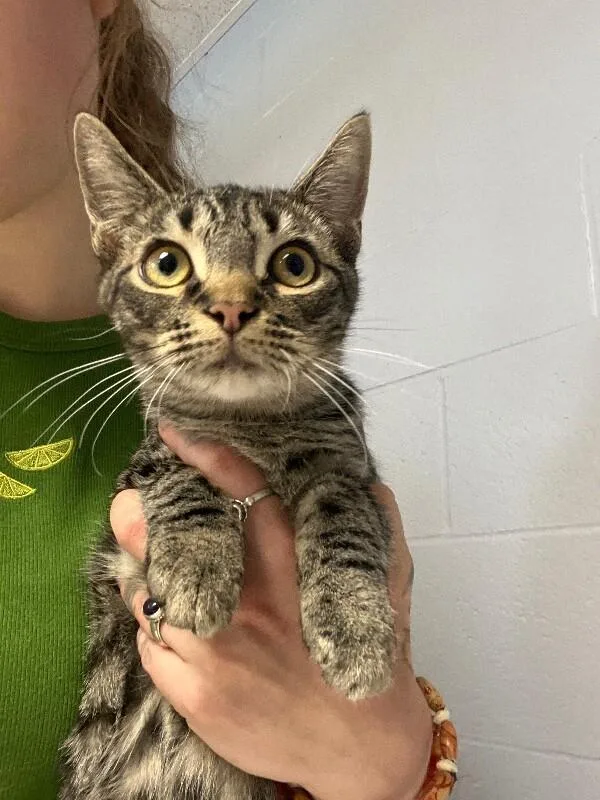 A young medium-sized male Tabby (Brown / Chocolate) Domestic Short Hair cat named Wuzzy for adoption in Cincinnati, OH