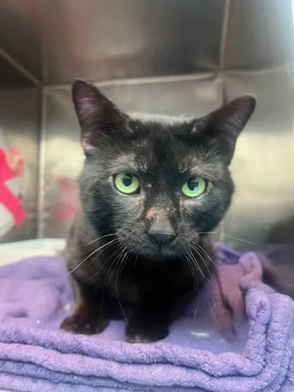 A young medium-sized male Black Domestic Short Hair cat named Hunter for adoption in El Paso, TX