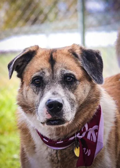 A senior medium-sized male Mixed Breed dog named Ash for adoption in Missoula, MT