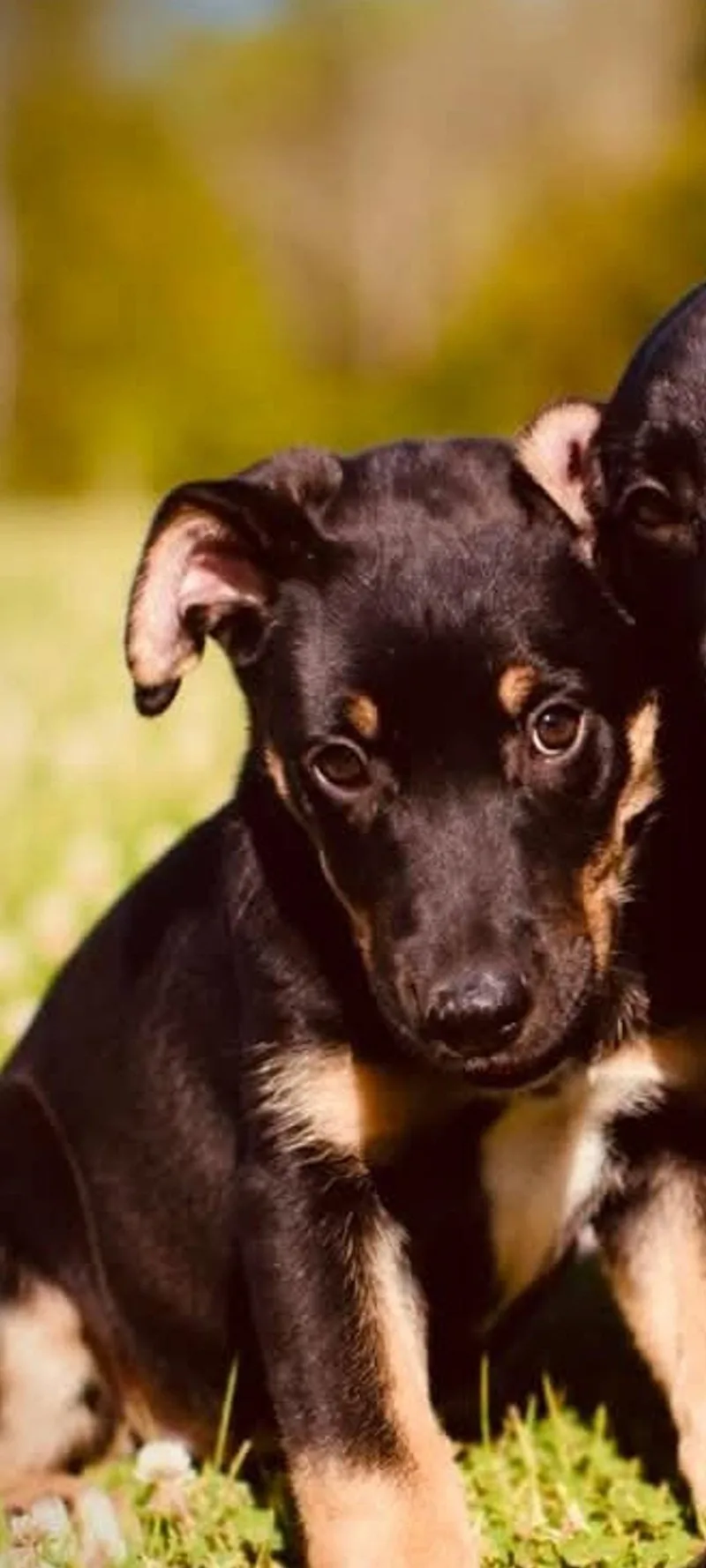 A baby medium-sized female Mixed Breed dog named Dally for adoption in St. Louis, MO