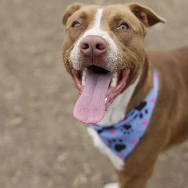 A young medium-sized male American Staffordshire Terrier dog named Roux for adoption in San Antonio, TX