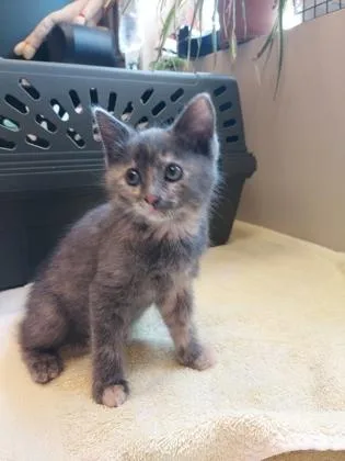 A baby small-sized female Domestic Short Hair cat named Phoenix for adoption in Fishers, IN