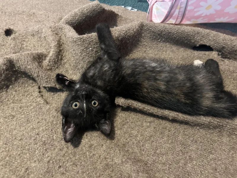 A baby small-sized female Tortoiseshell Domestic Short Hair cat named Dahlia for adoption in Warminster, PA