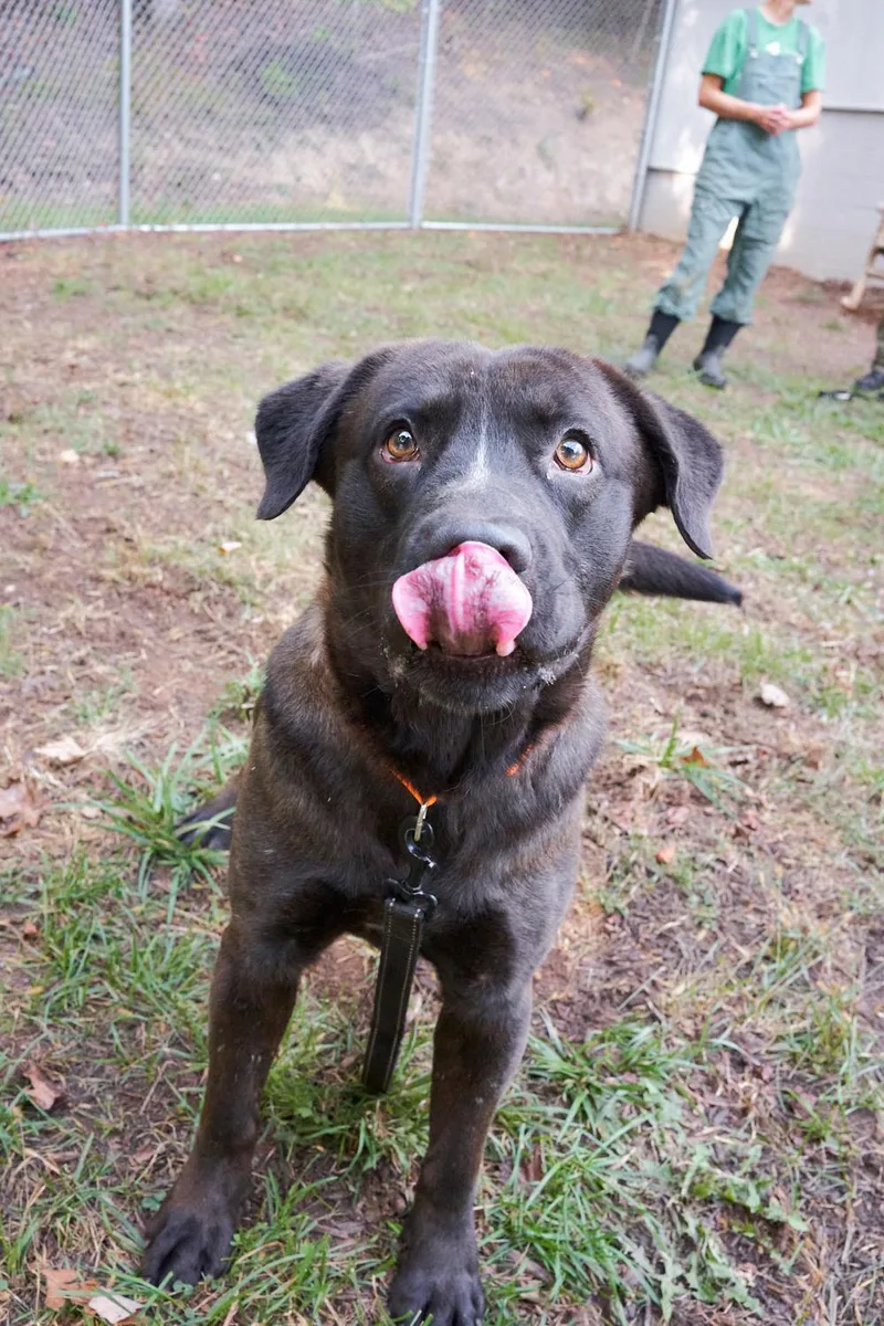 A young medium-sized male Chocolate Labrador Retriever dog named Potato for adoption in Floyd, VA