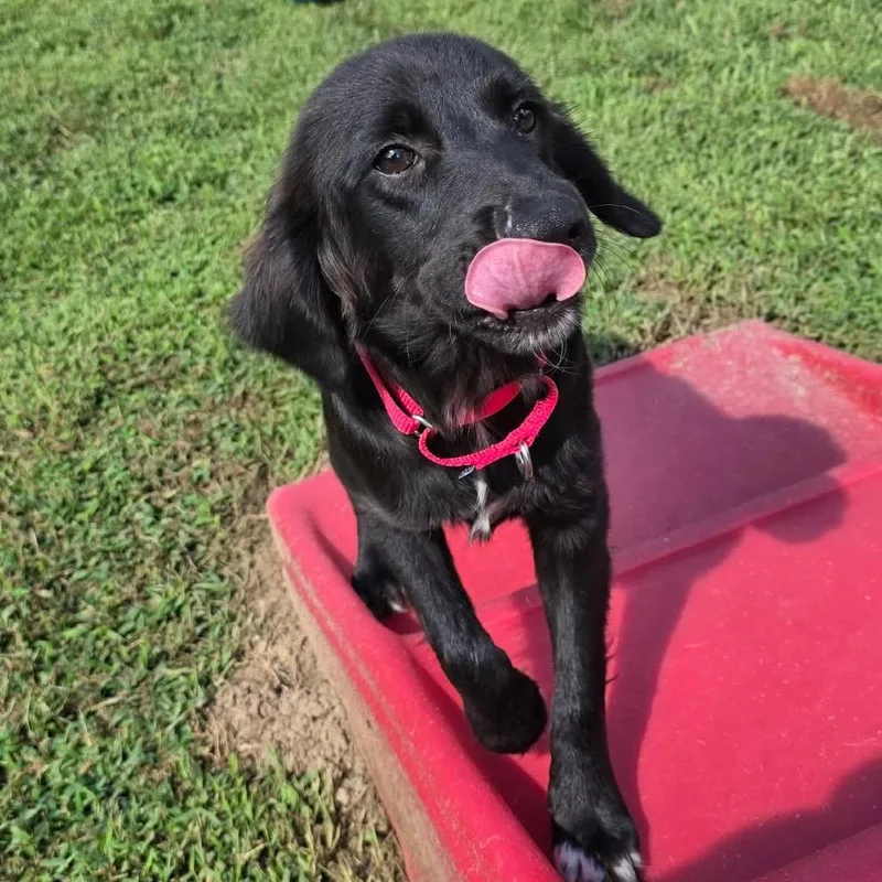 A young small-sized female Black Australian Shepherd dog named Puma for adoption in Fredericksburg, VA