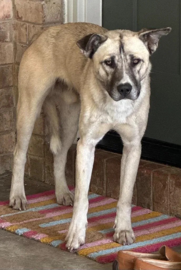 A young medium-sized male Mixed Breed dog named Harvey for adoption in Rome, GA