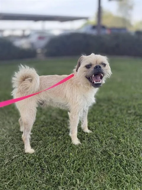 An adult small-sized male Brussels Griffon dog named Hercules for adoption in Riverside, CA