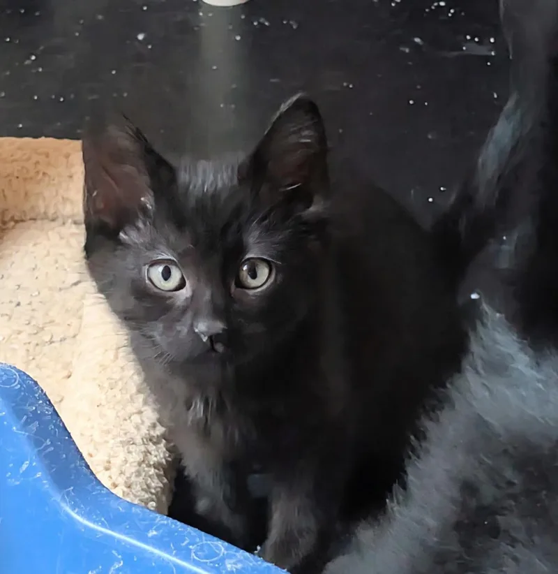 A baby medium-sized female Domestic Short Hair cat named Bobbin for adoption in Greeley, CO