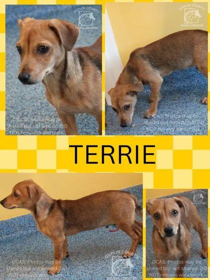 A baby small-sized male Chihuahua dog named Terrie for adoption in Kenansville, NC
