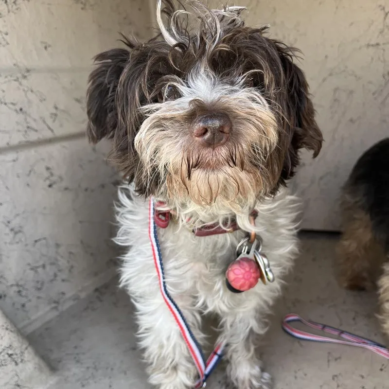 An adult small-sized male Brown / Chocolate Terrier dog named Diesel for adoption in Henderson, NV