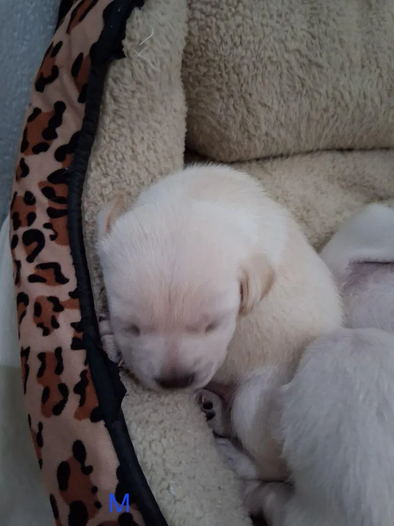 A young medium-sized male Yellow / Tan / Blond / Fawn Chihuahua dog named Silvester for adoption in Lake Havasu City, AZ