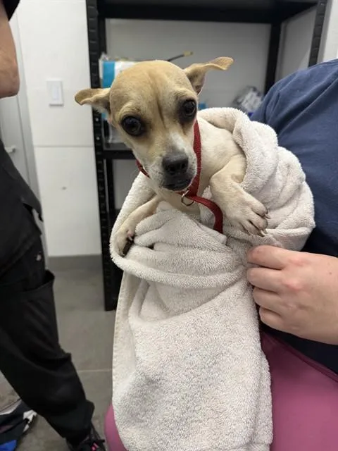 A young small-sized male Chihuahua dog named Underbite for adoption in Mesa, AZ