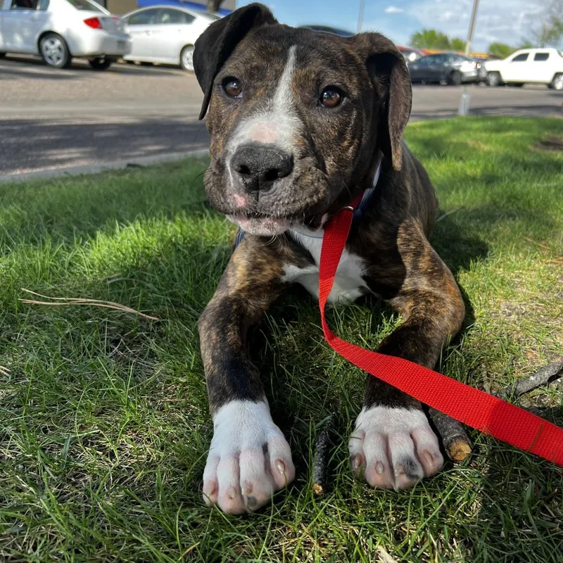 An adult large-sized male Brindle Mixed Breed dog named Bo for adoption in Parker, CO