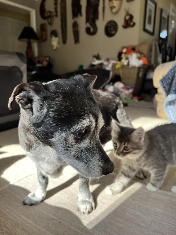 Shadow & Sandy Bonded