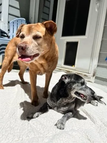 Shadow & Sandy Bonded thumbnail 3