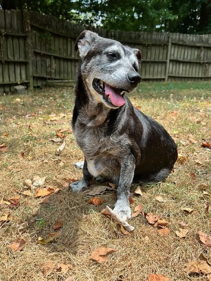 Shadow & Sandy Bonded thumbnail 4